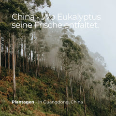 Ätherisches Öl Eukalyptus - 100ml - Wellow Sauna