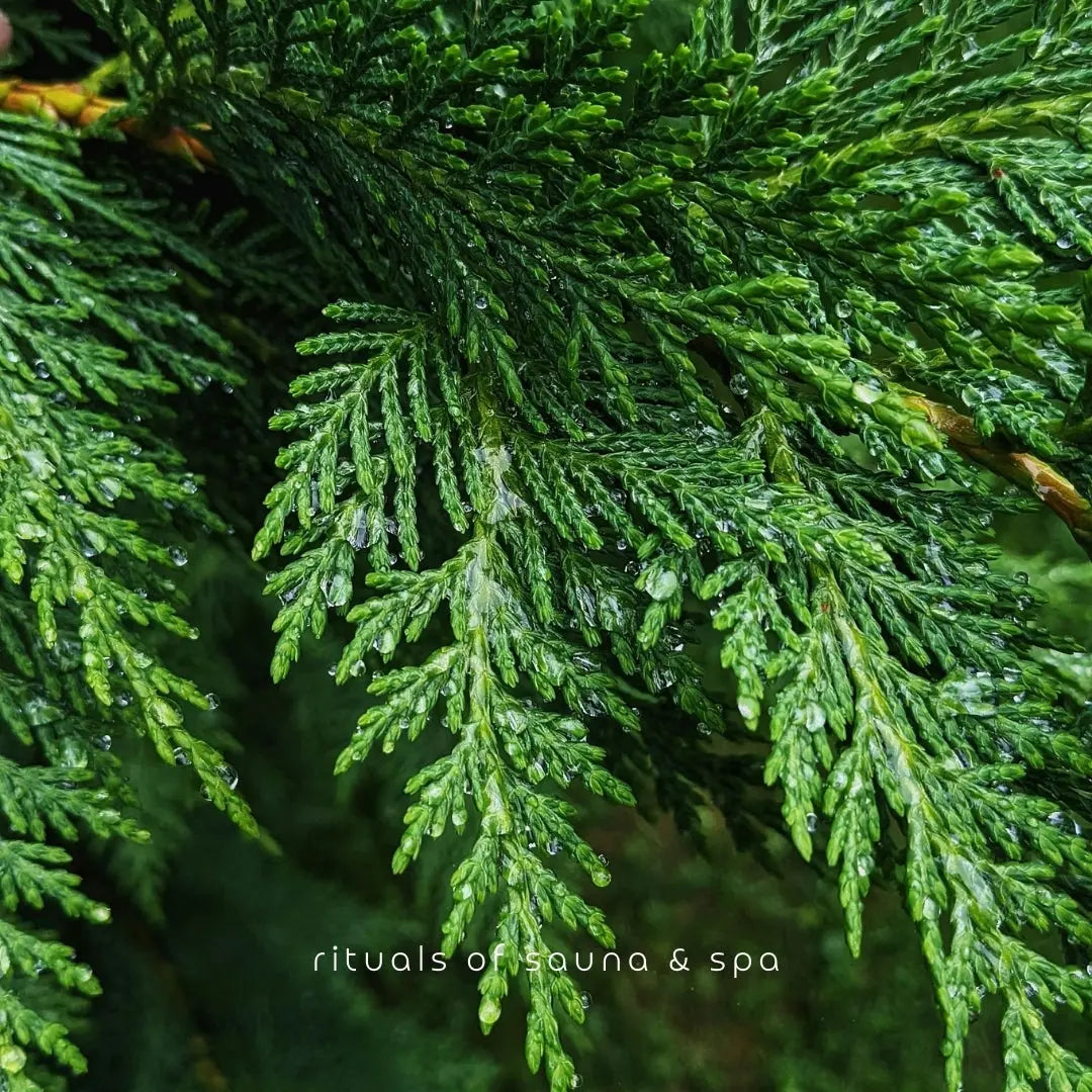 Ätherisches Öl Zedernholz - 100ml - Wellow Sauna