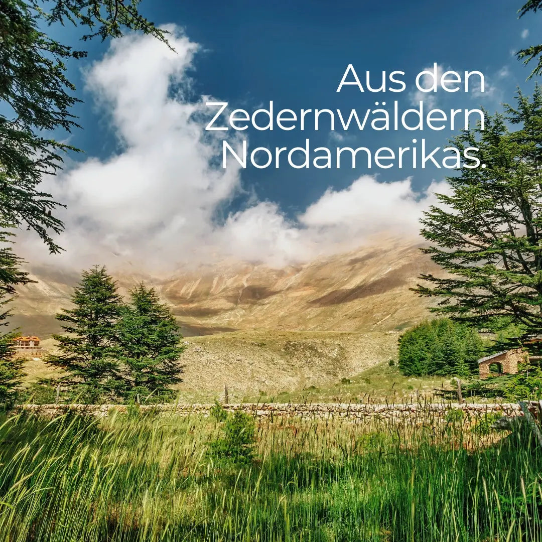 Ätherisches Öl Zedernholz - 100ml - Wellow Sauna