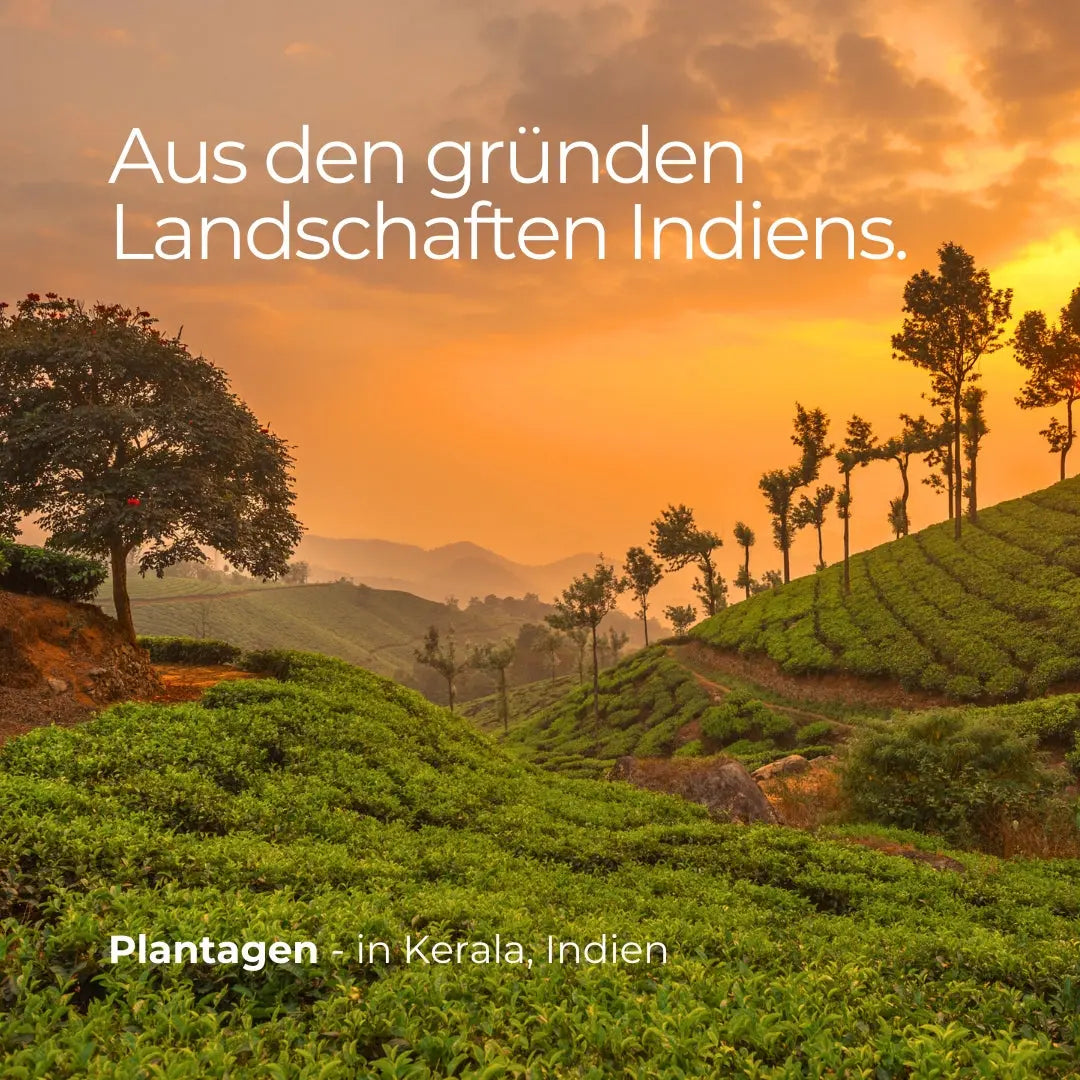 Ätherisches Öl Zitronengras - 100ml - Wellow Sauna