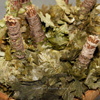 Bund Eichenreisig/-quast - Wellow Sauna